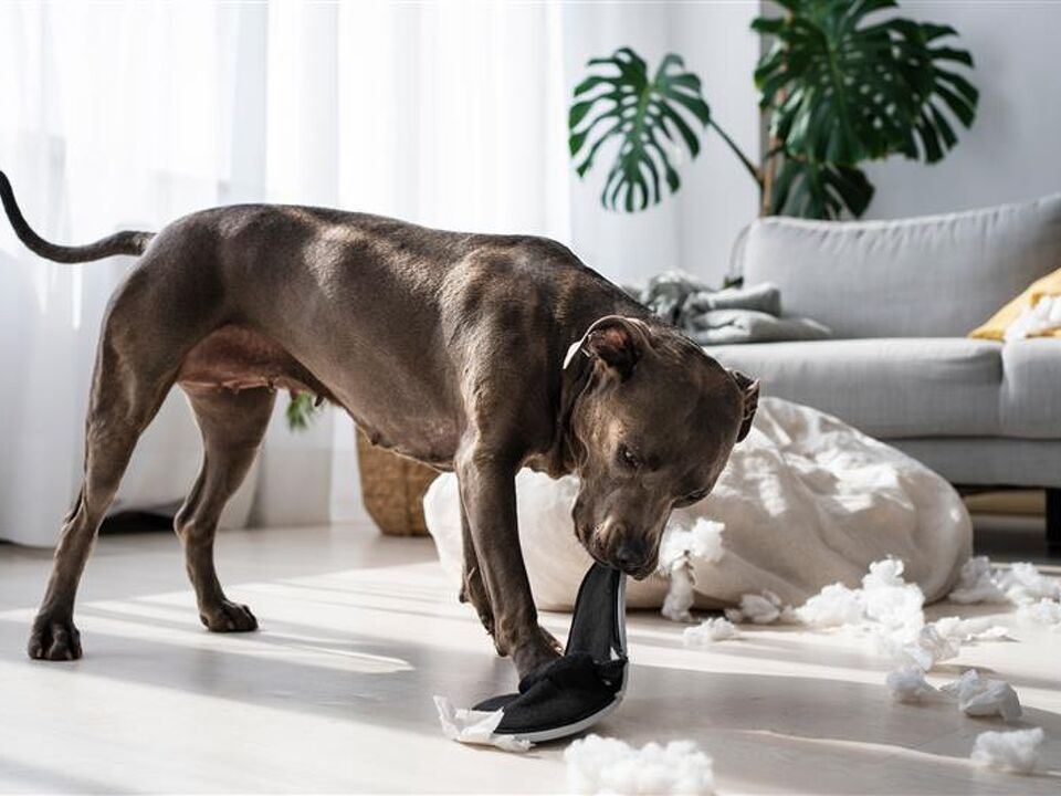 Guide to Reasonable Grounds for Refusal: Pet Applications